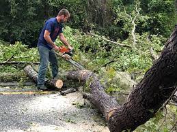 Best Utility Line Clearance  in Paris, KY