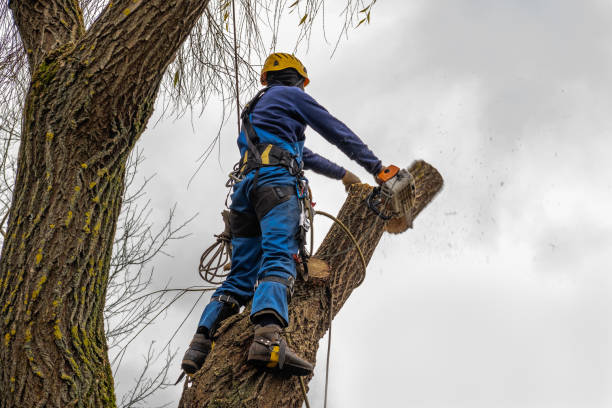 Paris, KY Tree Removal Company